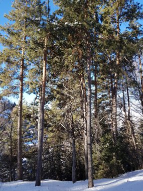 Aydınlık bir günde ormandaki kış manzarası.