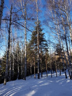 Aydınlık bir günde ormandaki kış manzarası.