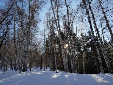 Aydınlık bir günde ormandaki kış manzarası.