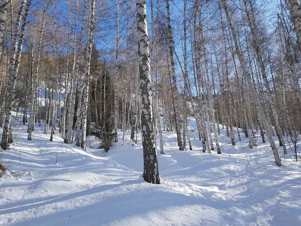 Vinterlandskap Skogen Ljus Dag — Stockfoto