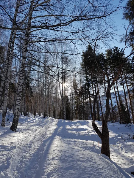 Paysage Hivernal Dans Forêt Par Jour Lumineux — Photo