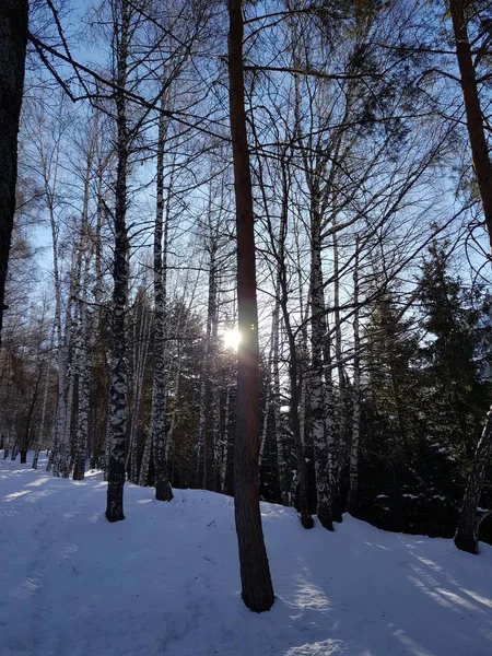 Paysage Hivernal Dans Forêt Par Jour Lumineux — Photo