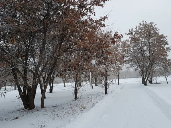 Landskap Stadspark Vintermorgon — Stockfoto