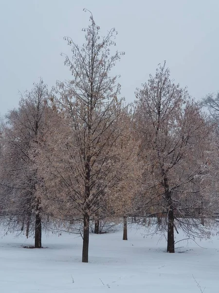 冬の朝の都市公園の風景 — ストック写真