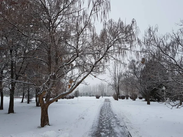 Bir kış sabahı şehir parkında manzara.