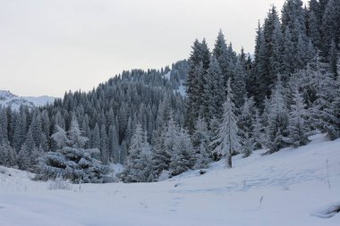 Kışın bir dağ ormanında manzara.