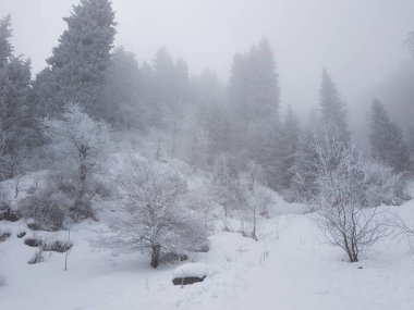 Kış sabahı bir dağ ormanında sis..
