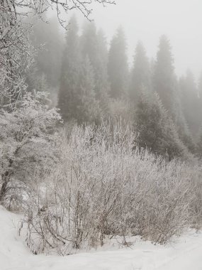 Kış sabahı bir dağ ormanında sis..