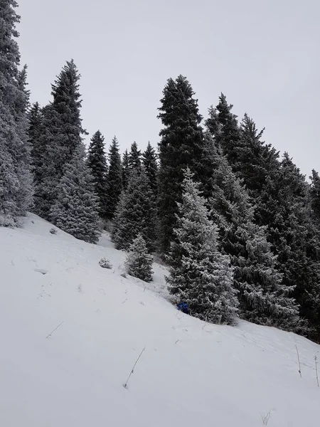 Paysage Hivernal Dans Forêt Montagne — Photo