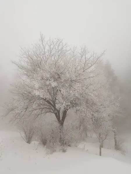 Mgła Górskim Lesie Zimowy Poranek — Zdjęcie stockowe