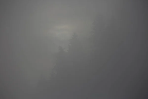 冬の山の森で朝霧と自然背景 — ストック写真