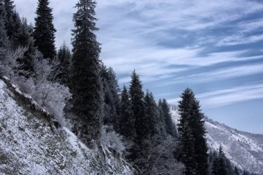 kış manzara dağ orman.