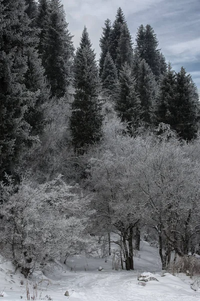 Paysage Hivernal Dans Forêt Montagne — Photo