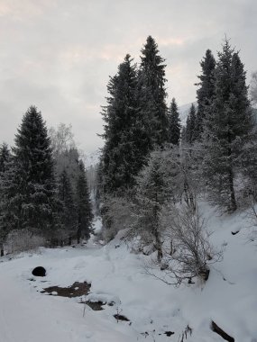 Bir kış sabahı bir dağ ormanının manzarası.