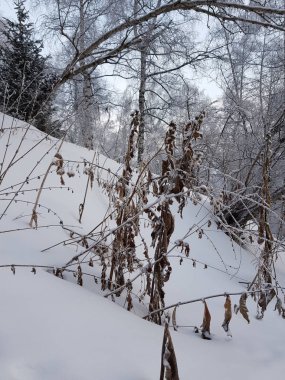 Bir kış sabahı bir dağ ormanının manzarası.