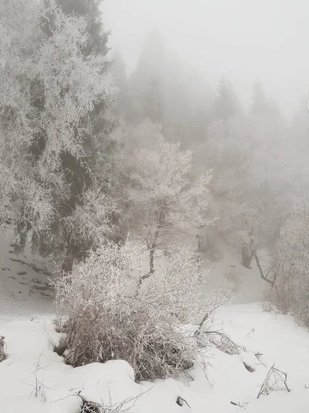 Paisagem Nevada Uma Floresta Montanha Uma Manhã Inverno — Fotografia de Stock