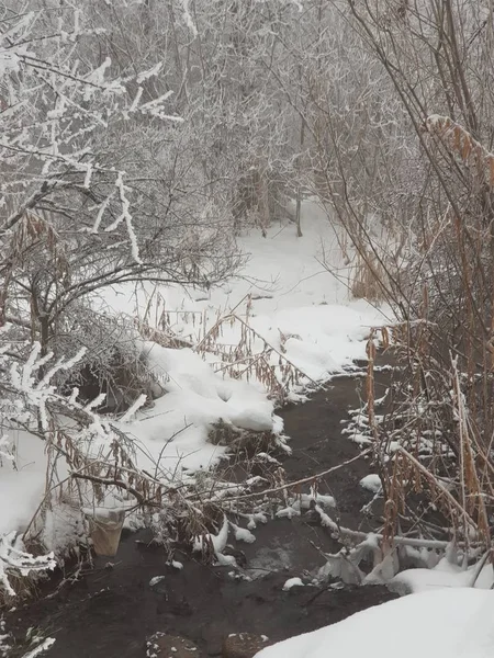 Paisagem Nevada Uma Floresta Montanha Uma Manhã Inverno — Fotografia de Stock