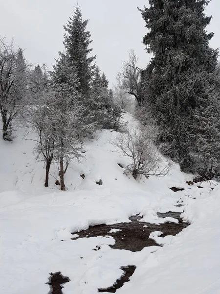 Paysage Dans Une Forêt Montagne Matin Hiver — Photo