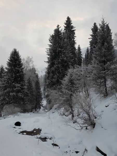 Paisaje Bosque Montaña Una Mañana Invierno — Foto de Stock