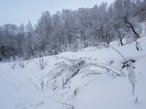 Landschap Een Bergbos Een Winterochtend — Stockfoto