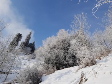 kış manzara dağ orman.