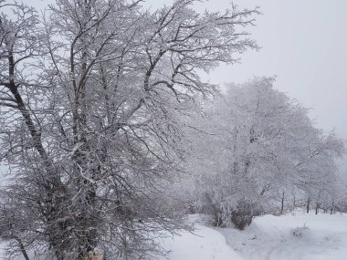 Bir kış sabahı bir dağ ormanının manzarası.