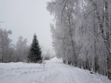Bir kış sabahı bir dağ ormanının manzarası.