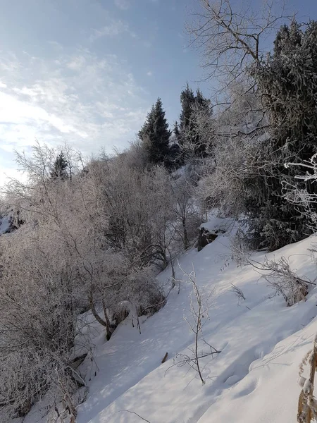 Зимовий Пейзаж Гірському Лісі — стокове фото