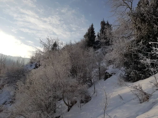 Paisagem Inverno Floresta Montanha — Fotografia de Stock