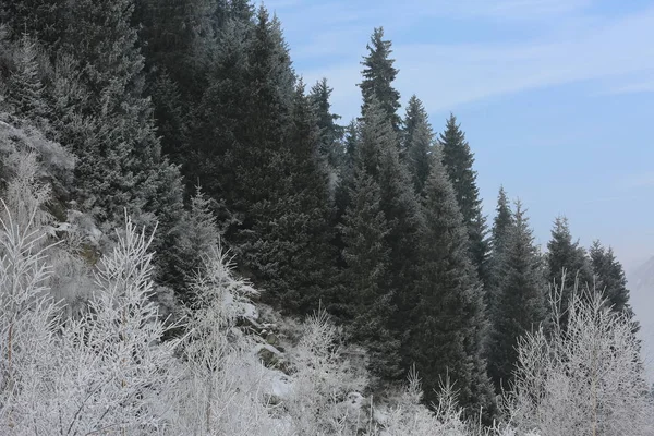 Paisagem Uma Floresta Montanha Uma Manhã Inverno — Fotografia de Stock