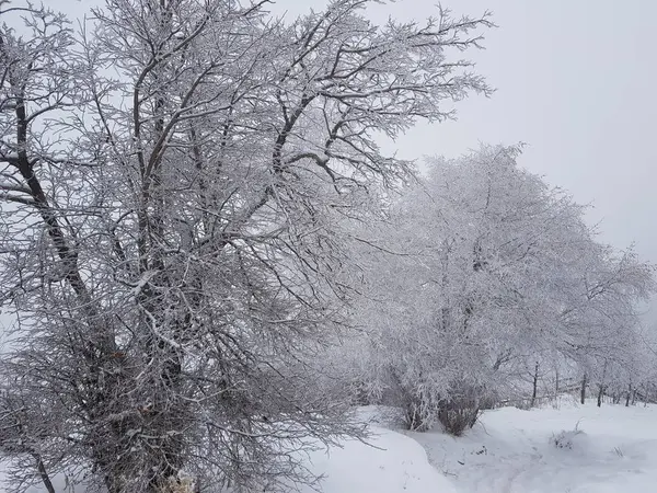 Paysage Dans Une Forêt Montagne Matin Hiver — Photo