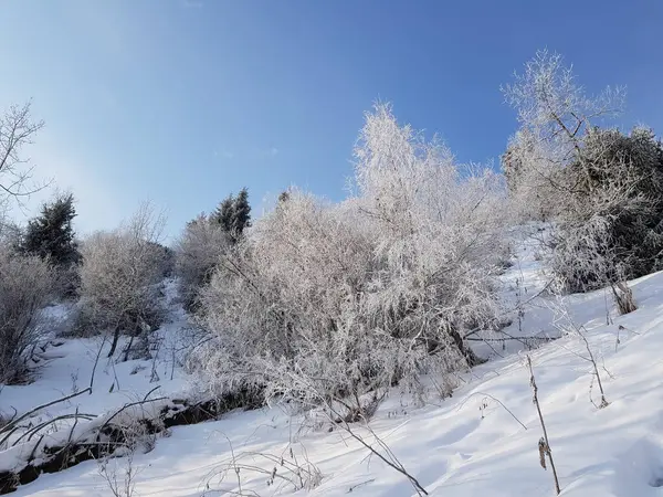 Пейзаж Горном Лесу Зимним Утром — стоковое фото