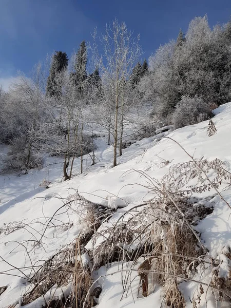 Paisaje Bosque Montaña Una Mañana Invierno — Foto de Stock