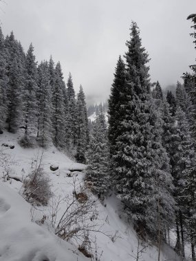 Dağ ormanında beyaz karla kaplı kış manzarası.