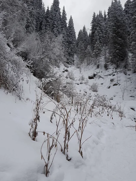 Téli Táj Fehér Hegyi Erdőben — Stock Fotó