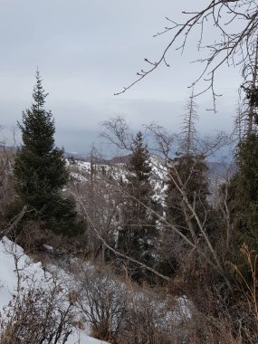 Bir kış sabahı bir dağ ormanının manzarası.