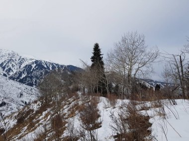Bir kış sabahı bir dağ ormanının manzarası.