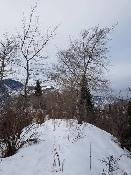 Landschaft Bergwald Einem Wintermorgen — Stockfoto