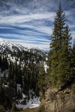 Bahar manzara dağ orman.