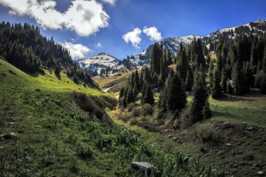 Bahar manzara dağ orman.