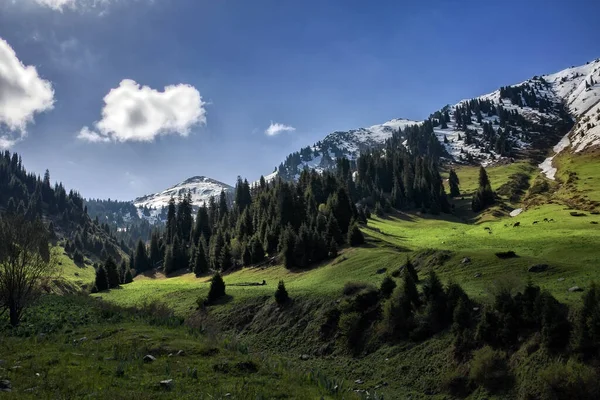 Bahar Manzara Dağ Orman — Stok fotoğraf