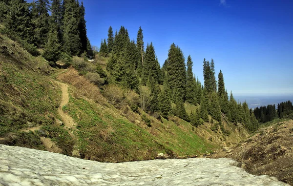 Frühlingslandschaft Bergwald — Stockfoto