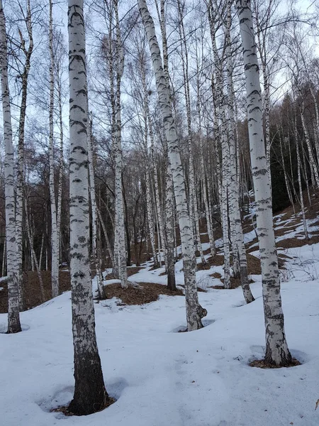 Bouleaux Dans Une Forêt Montagne Début Printemps — Photo