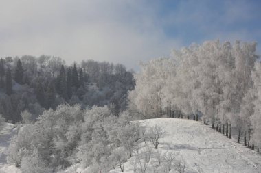 Sabahları dağ ormanlarında kış manzarası.