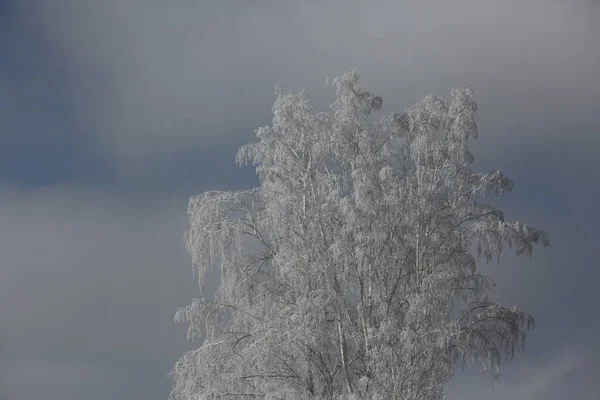 Widok Zimowy Lesie Górskim Rano — Zdjęcie stockowe