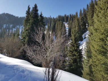 Baharın başında bir dağ ormanında manzara.