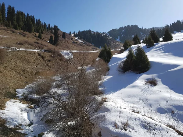 Paisagem Uma Floresta Montanha Início Primavera — Fotografia de Stock