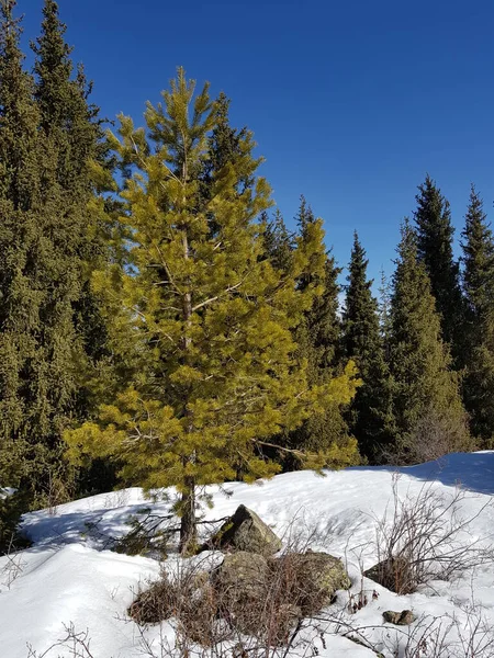 Paysage Dans Une Forêt Montagne Début Printemps — Photo