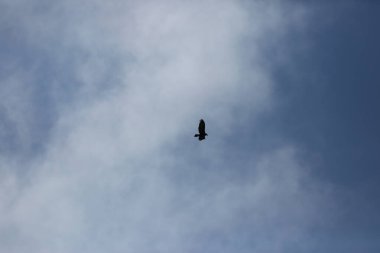 Arkaplanda bulutlu mavi gökyüzüne doğru süzülen bir kartal var.