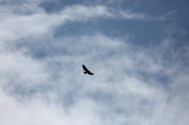 Arkaplanda bulutlu mavi gökyüzüne doğru süzülen bir kartal var.